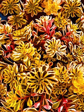 Очиток  Миддендорфа Сaramel