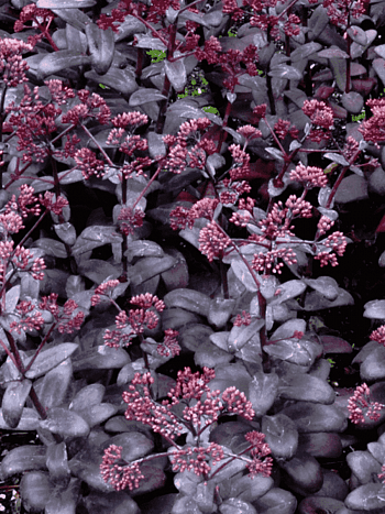 Очиток телефиум  Desert Black