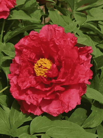 Пион древовидный Shin-jitsugetu