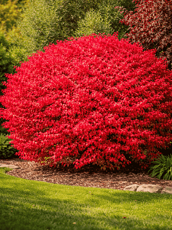 Бересклет крылатый Fireboll