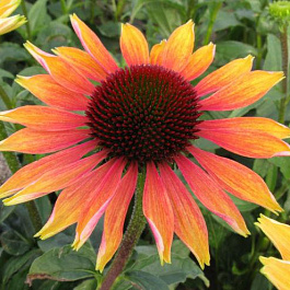 Эхинацея пурпурная Ивнинг Глоу