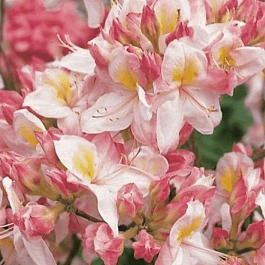 Азалия крупноцветковая Satomi