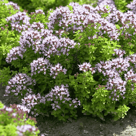 Душица обыкновенная  Compactum Green