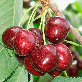 Черешня Мичуринка Черешня Мичуринка