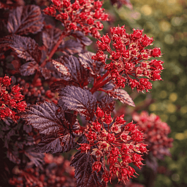 Пузыреплодник калинолистный Schuch