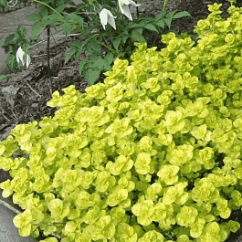 Душица обыкновенная Aureum