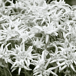 Эдельвейс альпийский