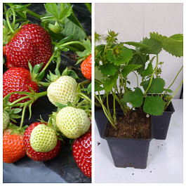 Земляника садовая Вивара НАБОР 3ШТ Земляника садовая Вивара НАБОР 3ШТ