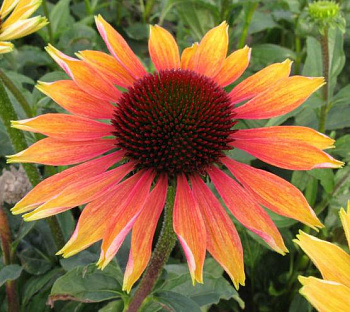 Эхинацея пурпурная Ивнинг Глоу