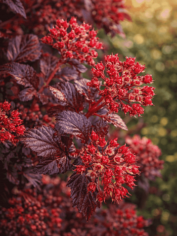 Пузыреплодник калинолистный Schuch