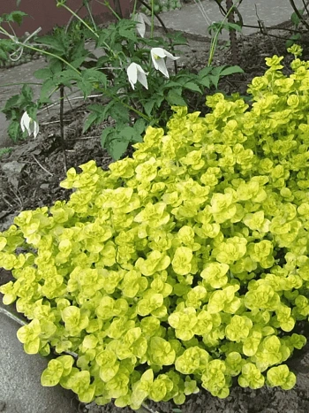 Душица обыкновенная Aureum