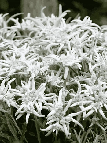 Эдельвейс альпийский