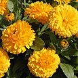 Календула карликовая Lemon Twist
