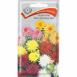 Георгина Кактус фловеред микс