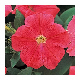 Петуния ампельная Опера Корал