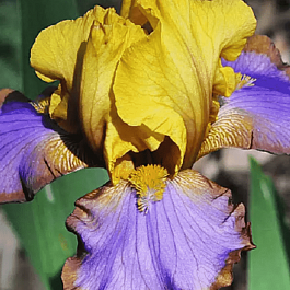 Ирис германский Brown Lasso