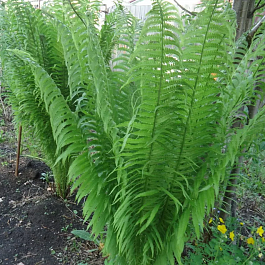 Страусник обыкновенный