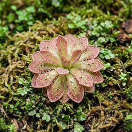 Жирянка Лау