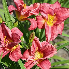 Лилейник гибридный Роузи Ритернз
