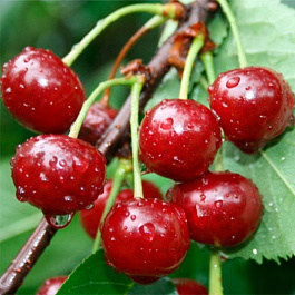 Вишня обыкновенная Шубинка