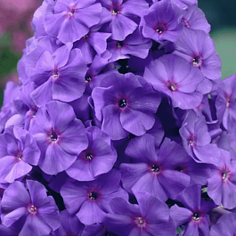 Флокс метельчатый Amethyst