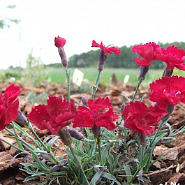 Гвоздика серовато-голубая Рубин Гвоздика серовато-голубая Рубин