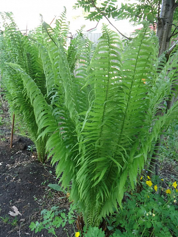 Страусник обыкновенный