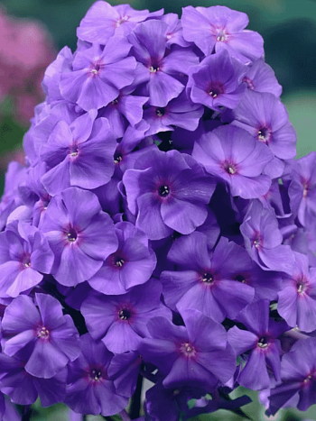 Флокс метельчатый Amethyst