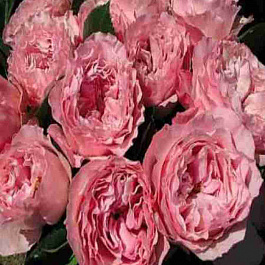 Роза  кустовая Mayra's Rose