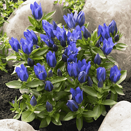 Горечавка гибридная True Blue