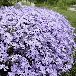 Флокс шиловидный G.F.Wilson