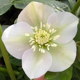 Морозник восточный Pretty Ellen White