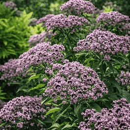 Кальмия широколистная Black Label