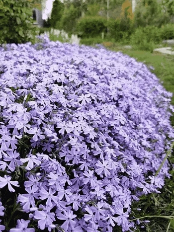 Флокс шиловидный G.F.Wilson