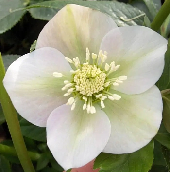 Морозник восточный Pretty Ellen White