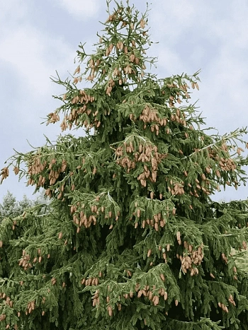 Ель обыкновенная Acrocona