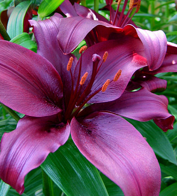 Лилия азиатская Дименшн