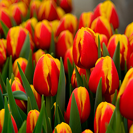 Тюльпан Триумф Дания