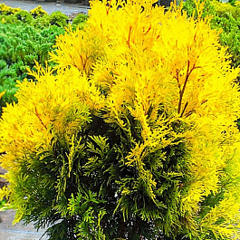 Туя западная Янтарь Туя западная Янтарь