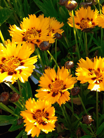 Кореопсис крупноцветковый Sunfire yellow red