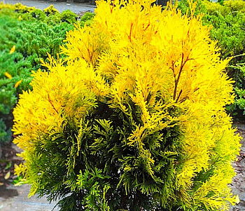 Туя западная Янтарь