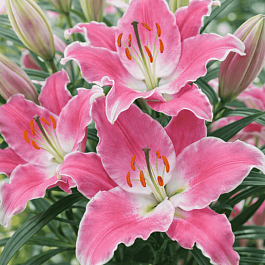 Лилия Queenfish