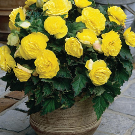 Бегония Нон-стоп  Йеллоу