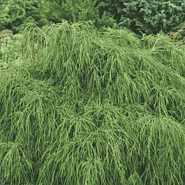 Кипарисовик горохоплодный Filifera