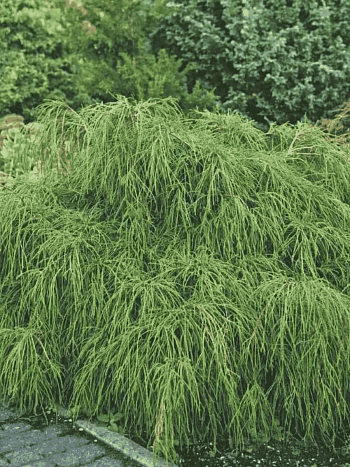 Кипарисовик горохоплодный Filifera