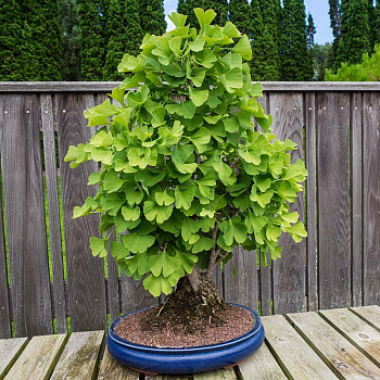 Гинкго двухлопастное Билоба