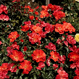 Роза флорибунда Tawny Tiger