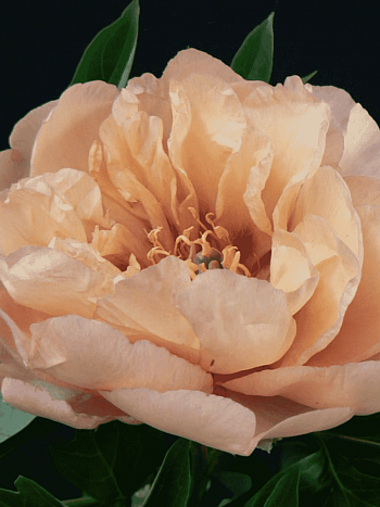 Пион ИТО Clouds of Colour