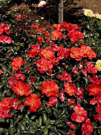 Роза флорибунда Tawny Tiger