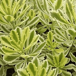 Очиток  МИДДЕНДОРФА "VARIEGATA"